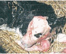 slaughtered cows