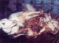 28 cows slaughtered every minute