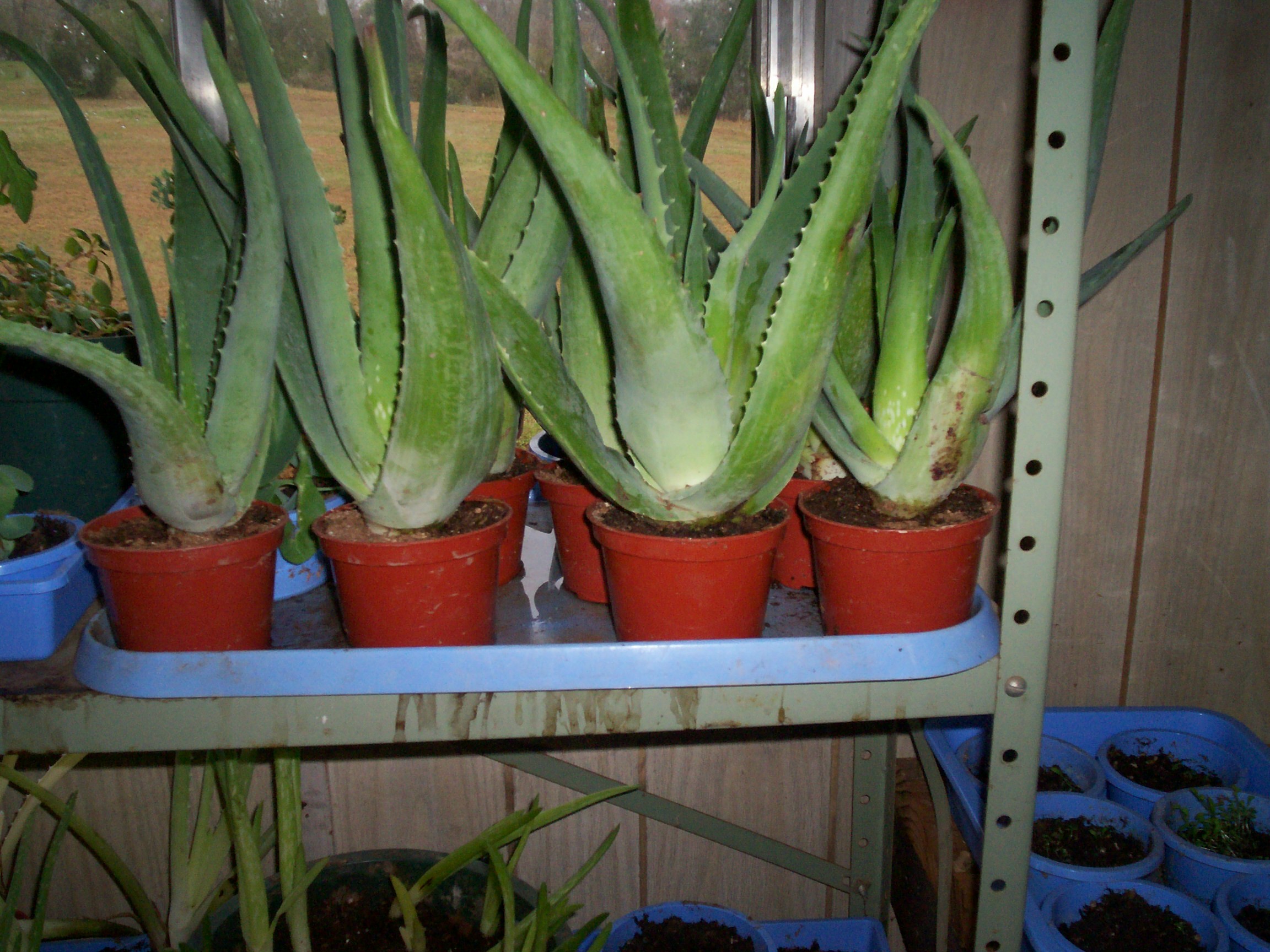 large aloe plants, thick and full