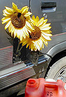 Click here to learn to "cook" your own biodiesel fuel. "Pass the beeker and coffee filter please."