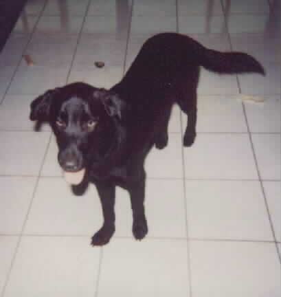 DOG