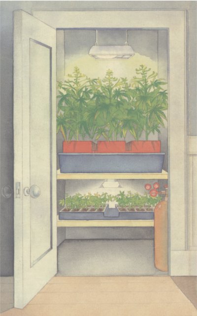 Ed Rosenthal's Closet Cultivator
