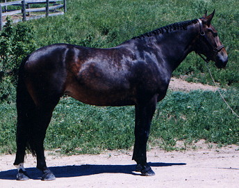 Harmony1.JPG (47989 bytes)