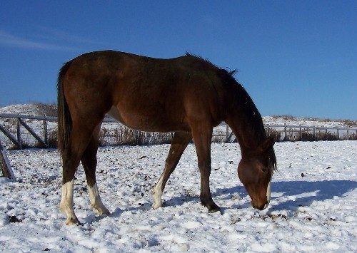 Hope-2005-Dec27-0004.jpg (67342 bytes)