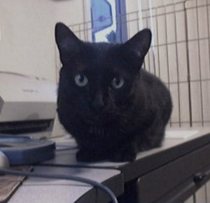 Cys Cat