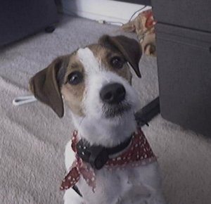 Jack