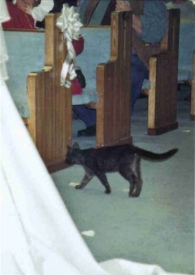 Wedding Cat