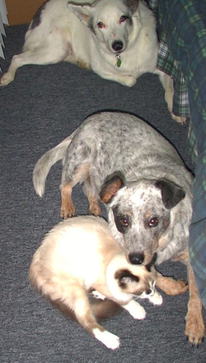 Support your local shelter