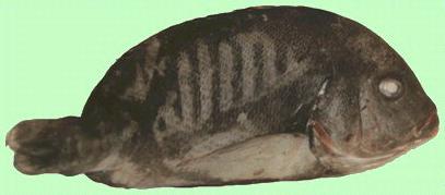 Allah's Holy Mackeral