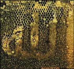 The Honey Bee Miracle of Islam!