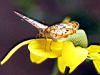 butterfly4.jpg