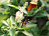 butterfly5.jpg