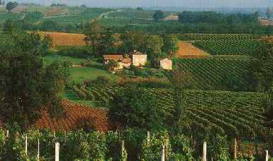 Vignoble