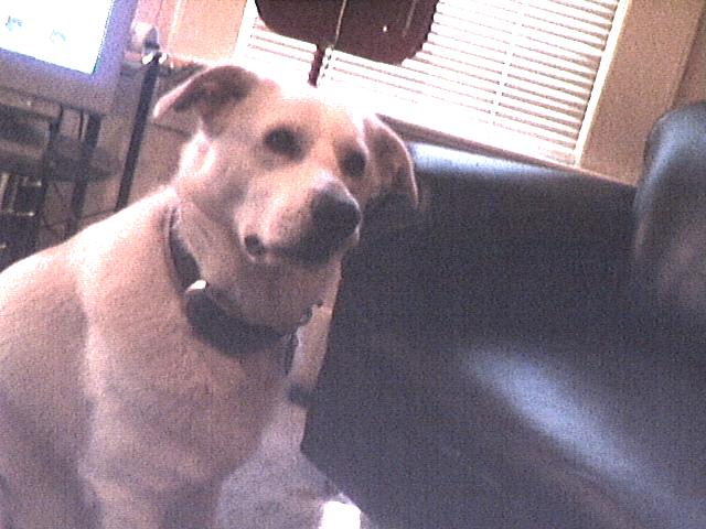 My Dogg, Knowledge