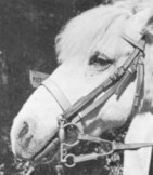 Example of a real bridle