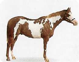 An overo paint
