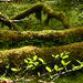The Hoh Rainforest is a hike straight out of 'The Dark Crystal'. Only wetter.
