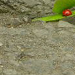 Stranded ladybug downtown on a windy day.
