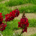 Mom's garden, just outside the door.