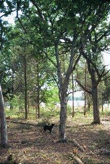 The squirrels love the hickory nuts from the shagbark hickories