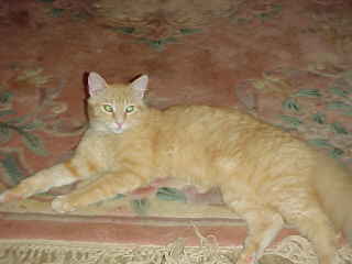 Tigger