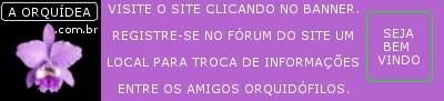 aorquidea