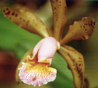 Cattleya Malu Poubel