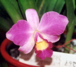 c_ChocDropxPumilaxCoccinea