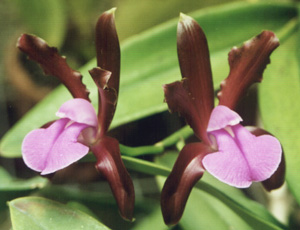 C. bicolor "Grossii"