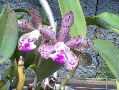 C. Brabantiae X Kerchoveana