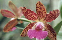 Cattleya Marcela Scalco