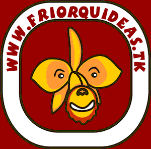 mascote