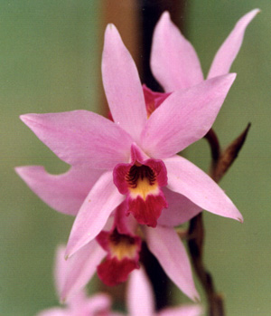 L. Anceps
