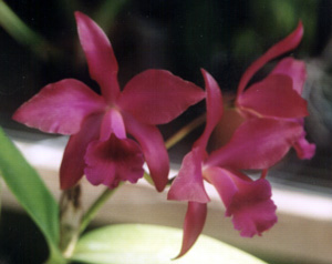 Lc. Jose Dias Castro x Chocolate Drop