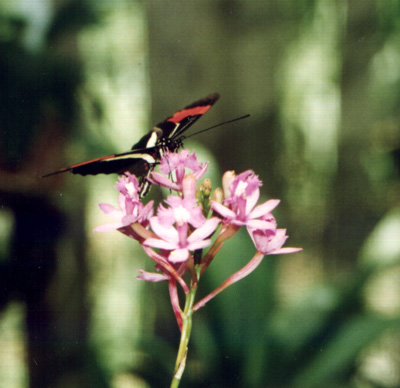 natureza