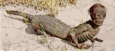 /user/alligatorboy.jpg