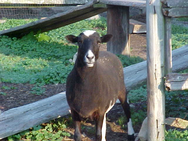 Just an adorable animal from the campground I stayed at during the Summer! Awwww