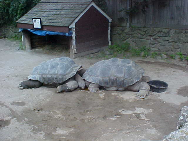 2 Really big turtles from the Southwick's Zoo in Massachusettes.