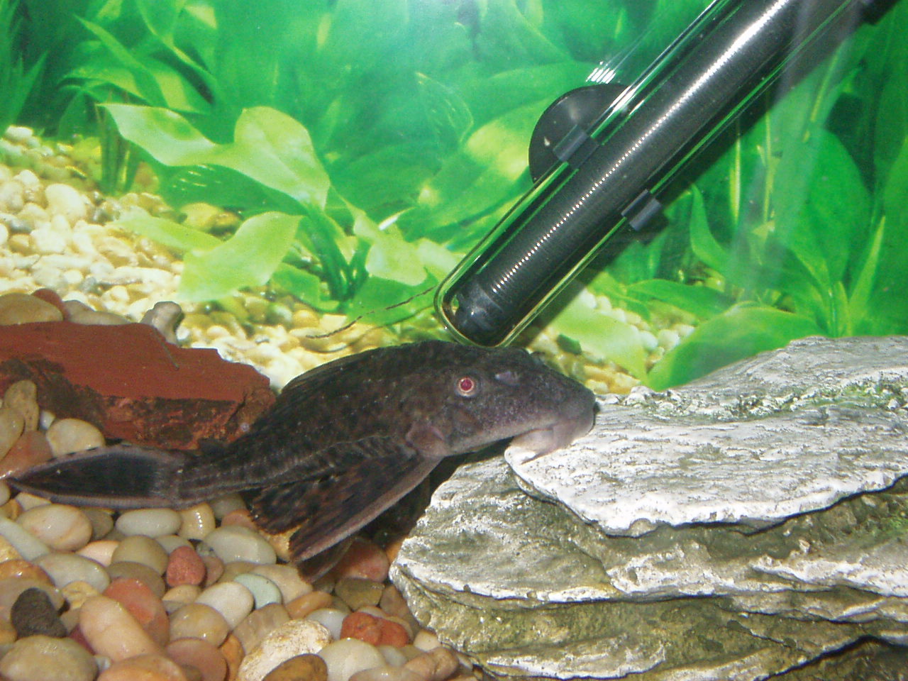 my pleco