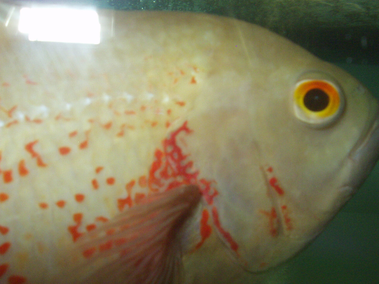 my albino oscar 