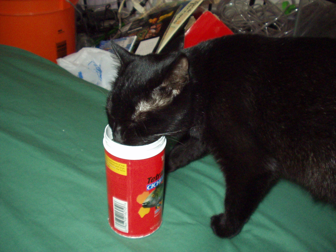 this is my cat tux