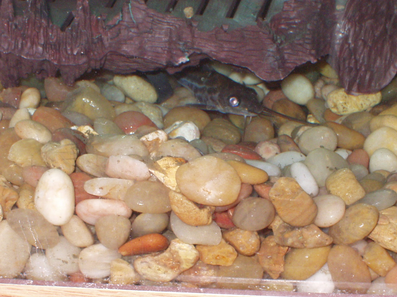 my new catfish