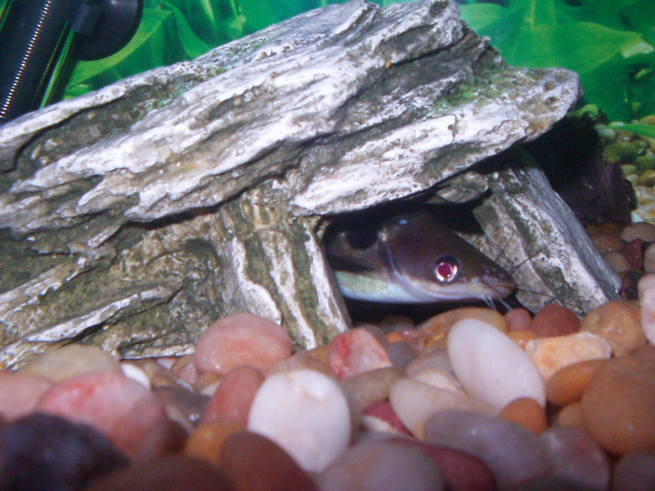 this is my suncats favorite cave
