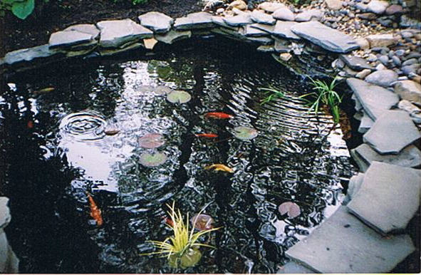The fish pond