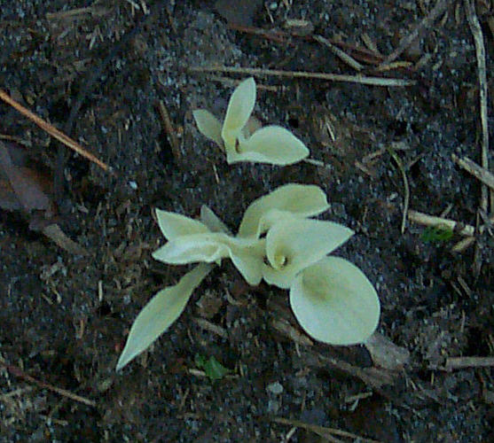 Hosta sport of Francee that we are growing