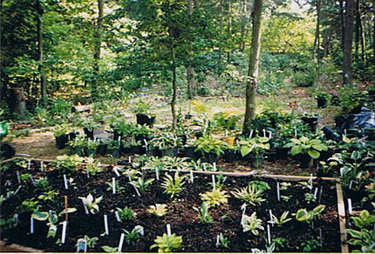 Click to see Our List of Hostas