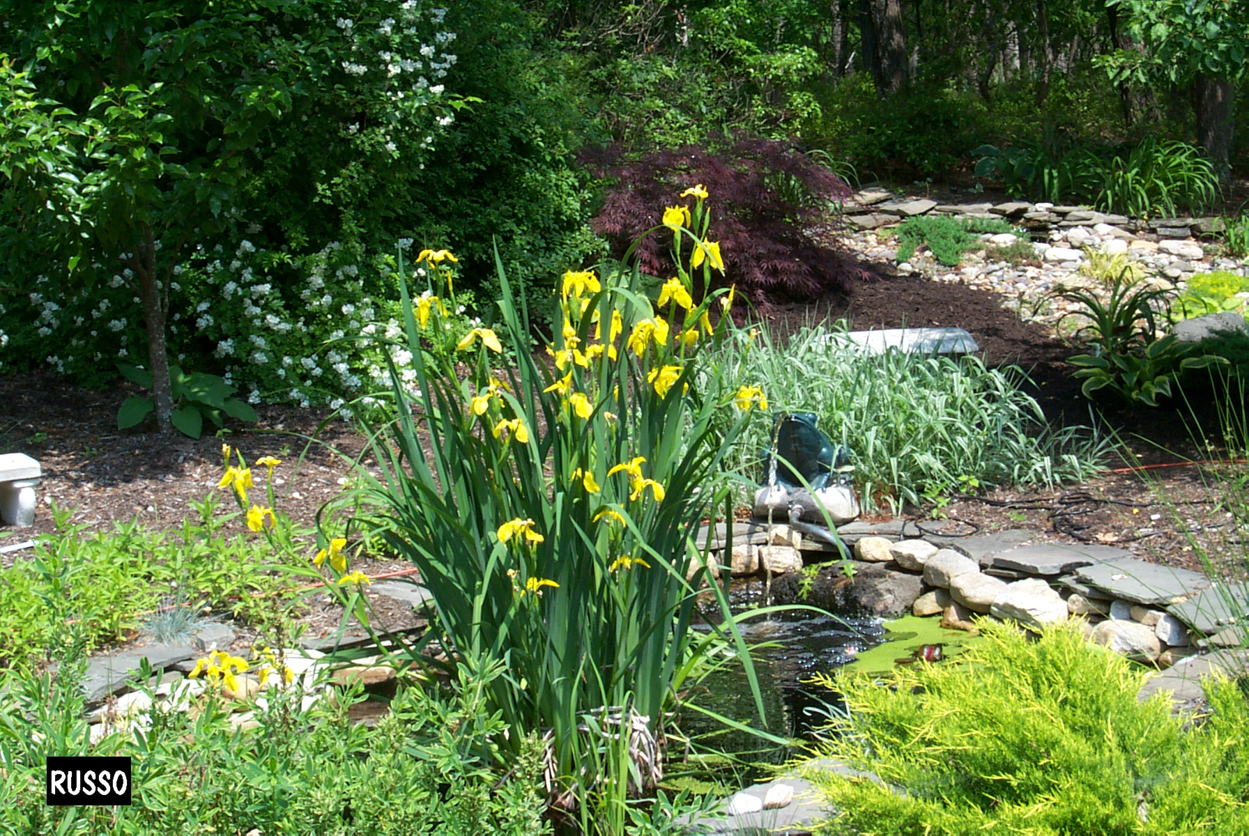 One of the ponds in the back yard