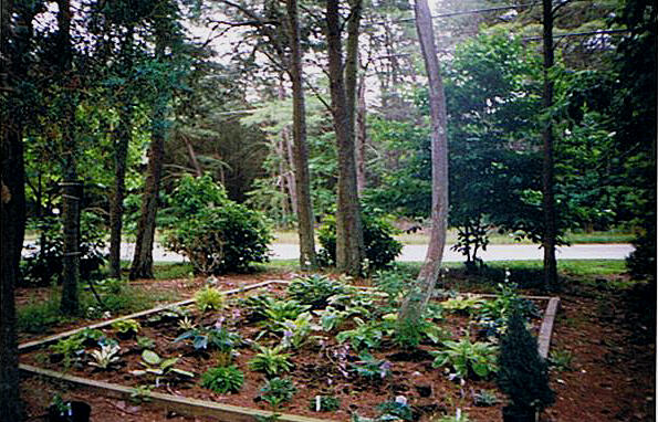 One of the many hosta beds