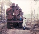 Mark, Nelson and Lucia with a load of Elm Logs
