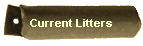 Current Litters